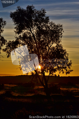 Image of Blue gum tree