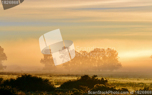 Image of Blue gum trees