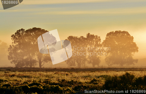 Image of Blue gum trees