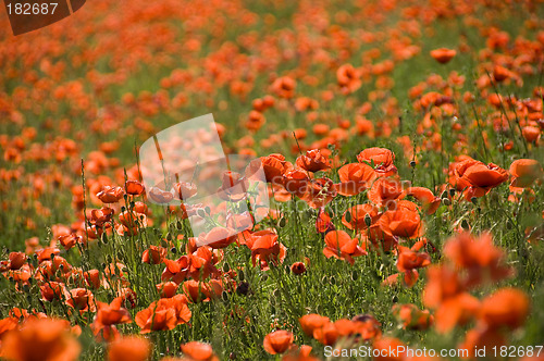 Image of Sea of poppies
