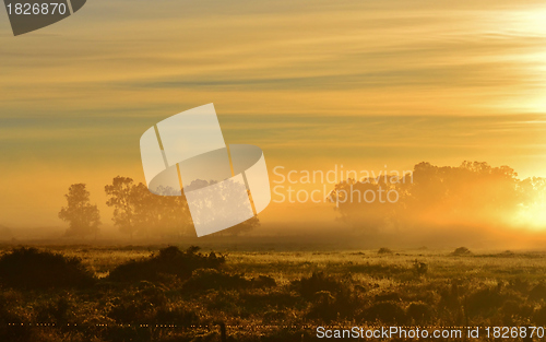 Image of Blue gum trees