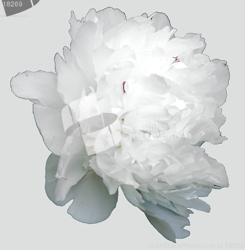 Image of White flower