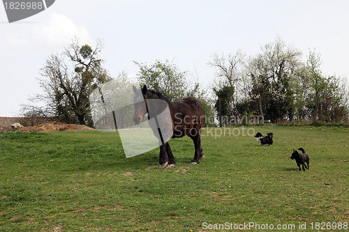 Image of Horse Grazing on Farmland