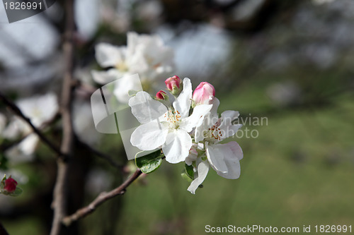 Image of Close up of fruit flowers