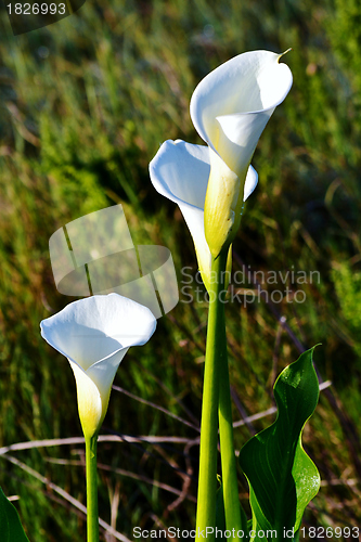 Image of White arum lily