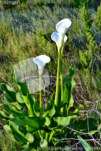 Image of White arum lily