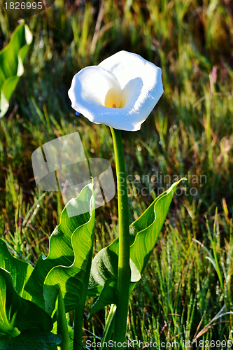 Image of White arum lily