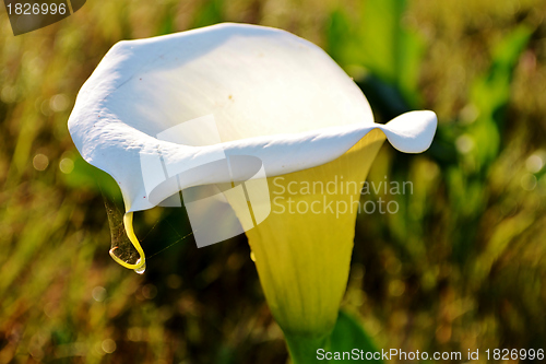 Image of White arum lily