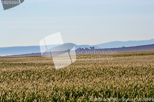 Image of wheat field