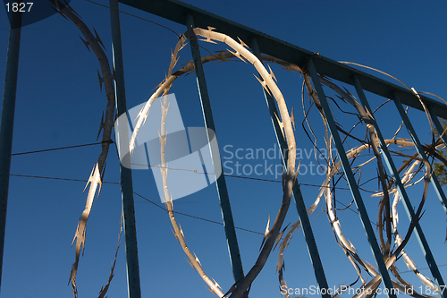 Image of Razor wire
