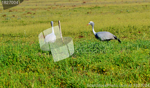 Image of Blue Crane