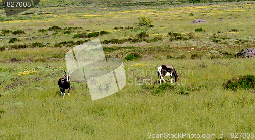 Image of Bontebok