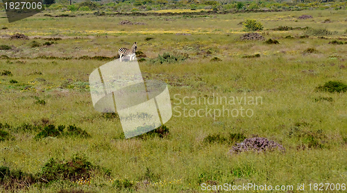 Image of Lonely Zebra