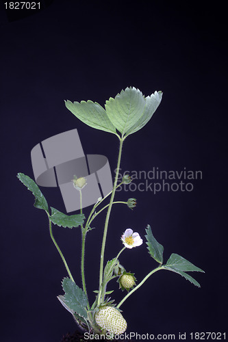 Image of Strawberry