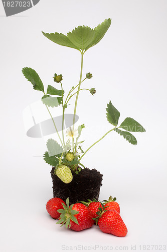 Image of Strawberry