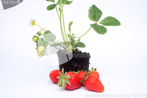 Image of Strawberry