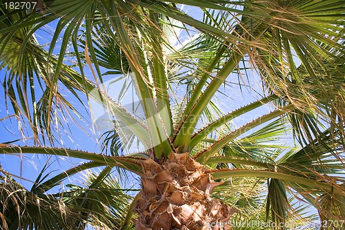 Image of Under a Palm Tree