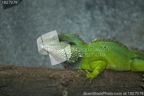 Image of Water Dragon