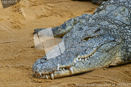 Image of Crocodile