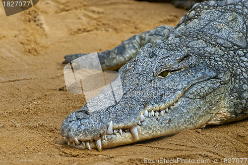 Image of Crocodile