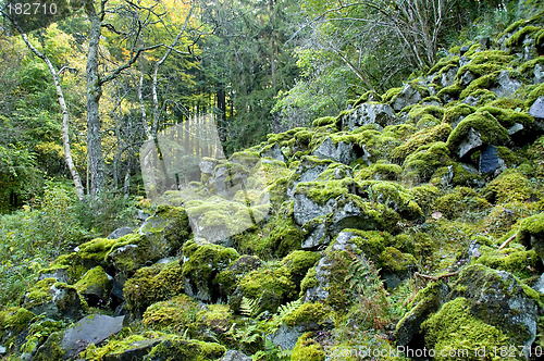 Image of Slope of basalt blocks 01