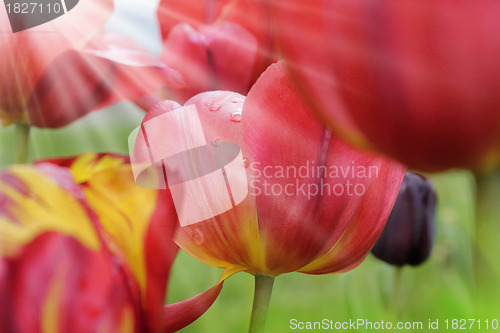 Image of tulips with water drops