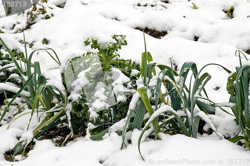 Image of Leeks and kale in the snow