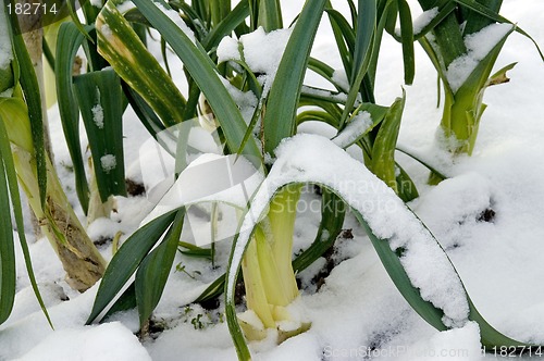 Image of Snowy leeks