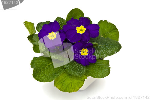 Image of Primula