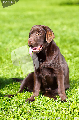 Image of young chocolate labrador retriever sitting on green grass