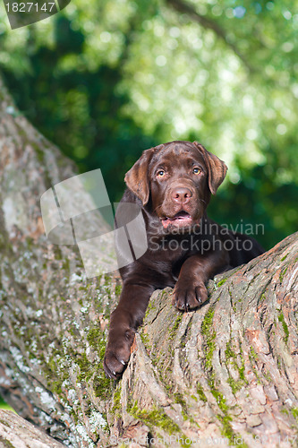 Image of young chocolate labrador retriever sitting on a tree in park