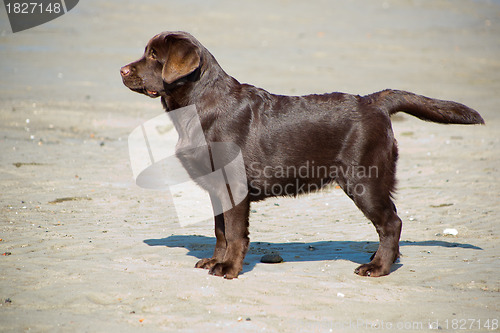 Image of young chocolate labrador retriever standing on sand of sea coast