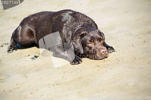 Image of young chocolate labrador retriever lying on sand of sea coast