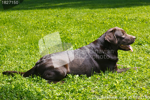 Image of young chocolate labrador retriever lying on green grass