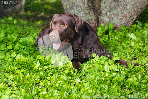Image of young chocolate labrador retriever lying on green grass