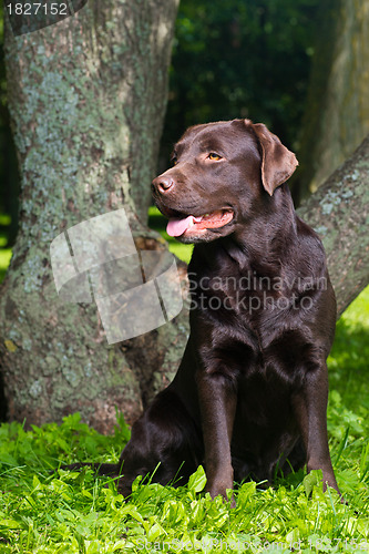 Image of young chocolate labrador retriever sitting in a park