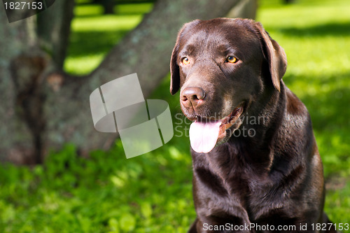 Image of young chocolate labrador retriever sitting in a park