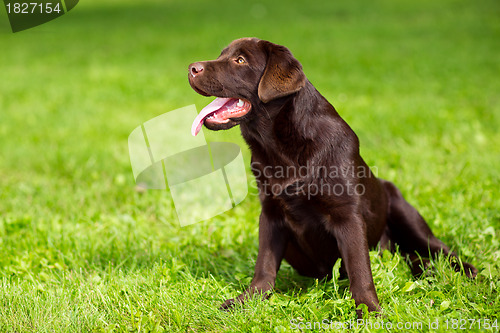 Image of young chocolate labrador retriever sitting on green grass