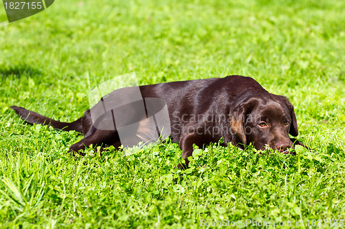 Image of young chocolate labrador retriever lying on green grass