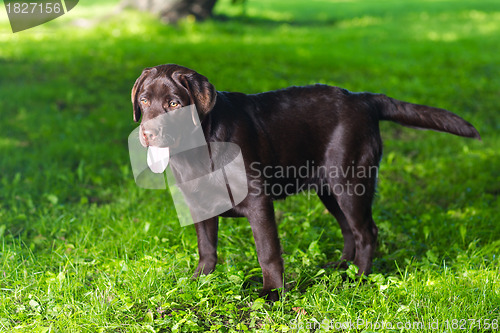 Image of young chocolate labrador retriever standing on green grass