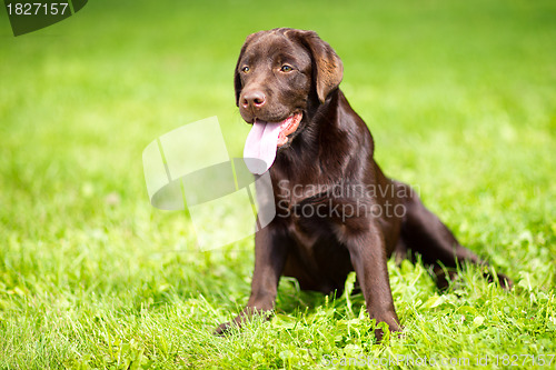 Image of young chocolate labrador retriever sitting on green grass
