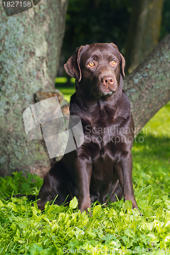 Image of young chocolate labrador retriever sitting in a park