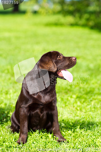 Image of young chocolate labrador retriever sitting on green grass