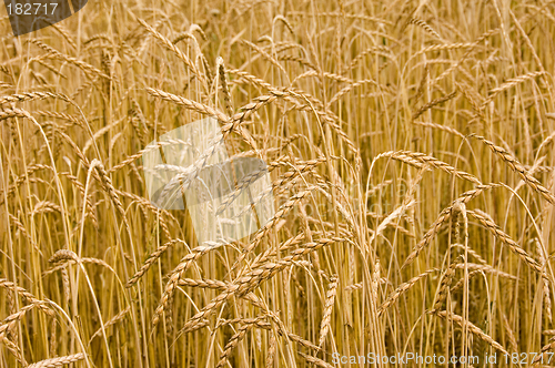 Image of Spelt ears