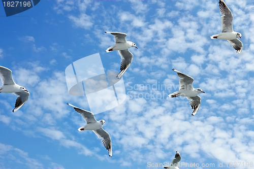 Image of Seagulls group in flight