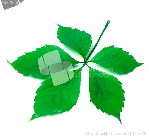 Image of Green virginia creeper leaf on white background