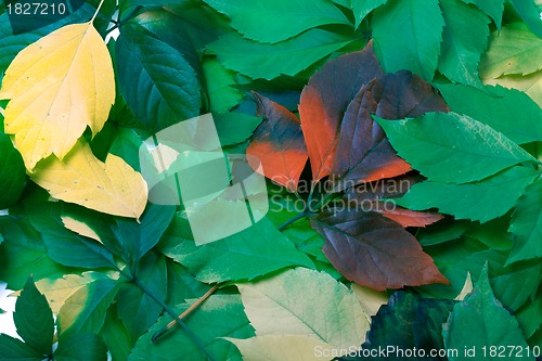 Image of Background of multicolor leaves