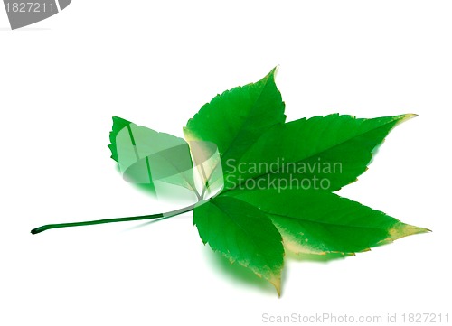 Image of Green virginia creeper leaves on white background