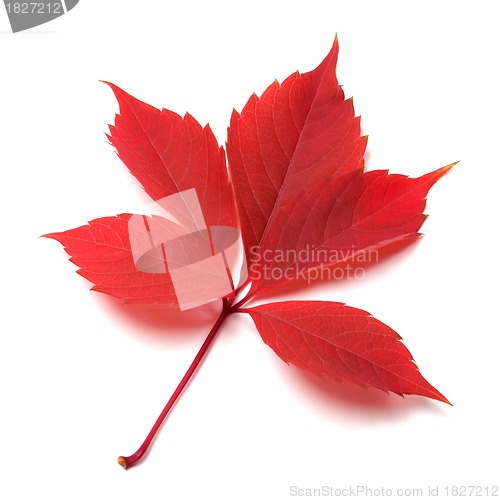 Image of Red autumn leaf on white background