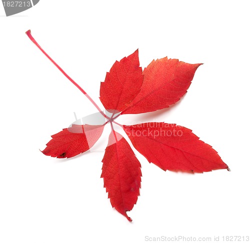 Image of Red autumn virginia creeper leaf